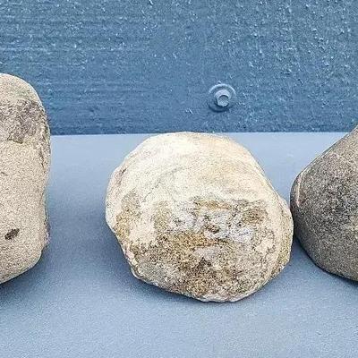 Set of 3 Fossilized Dinosaur Vertebrae – Labeled Specimens
