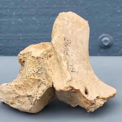 Fossilized “Frilled Lizard” Bones – Hell Canyon, South Dakota Find with Provenance

