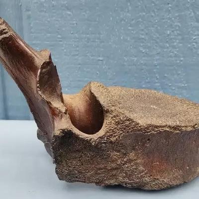 Fossilized Vertebra Fragment – Found in Alaska, 1960s
