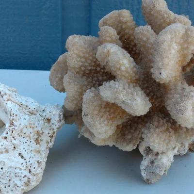 Pair of Natural Coral Specimens – Decorative Sea Coral Formations
