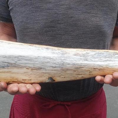 Petrified Wood Log Estimated 8 Million Years Old 