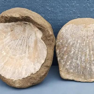 Pair of Fossilized Scallop Shells in Matrix

