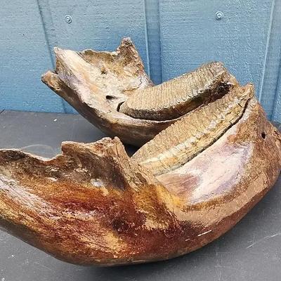 Woolly Mammoth Lower Jaw with Teeth – Alaska Find
