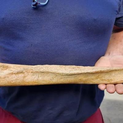 Large Fossilized Bone Specimen – Prehistoric Animal Remnant
