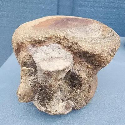 Fossilized Vertebra Fragment – “Dinosaur Vertebrae with Nerve” Label
