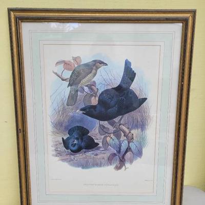 "Elliot Pl. 28, Satin Bower-Bird" By Daniel Giraud Elliot