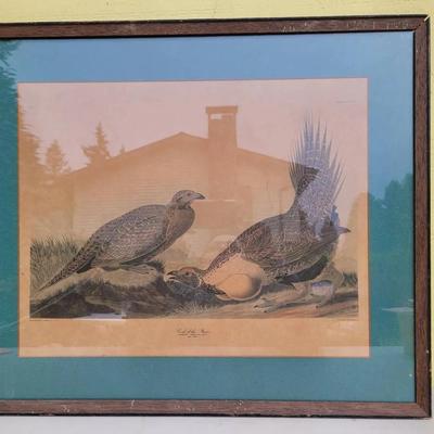 Audubon Havell Ed. Pl 371 Cock of the Plains