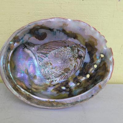 Rare Very Large Red Abalone