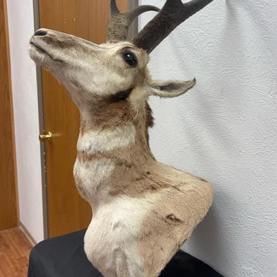 Pronghorn Antelope Taxidermy Shoulder Mount