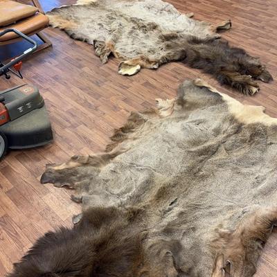 Two Bear Hides 