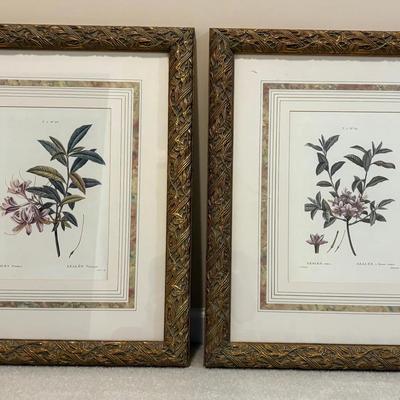 Botanical Prints
