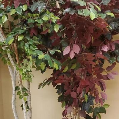 Trio Of Silk Floral Trees, Beech, Ficus, Maroon Leaves