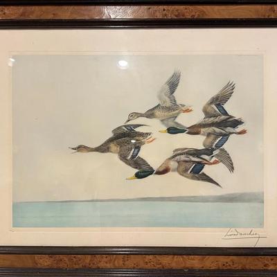Large Duck Flying By Leon Danchin Etching