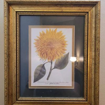 Framed Print In Glass Chrysanthemum