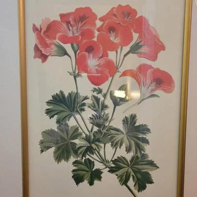 Framed Print Floral Pelargonium Grandiflorum