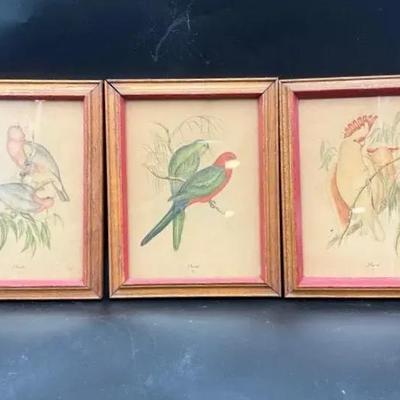 J. Gould Bird Art
