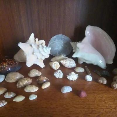 Collection Of Sea Shells