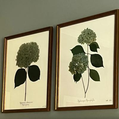 Framed Pressed Hydrangea Botanicals, Signed