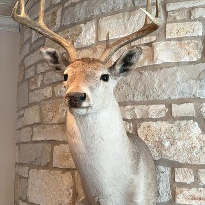 Whitetail Deer mount