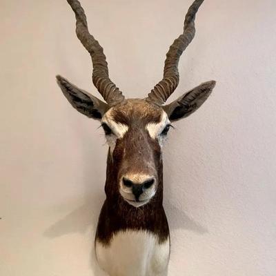 Black Buck Mount