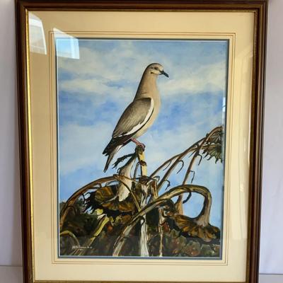 Artist Les McDonald, Jr Watercolor Painting Of White Winged Dove