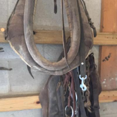 Horse Tack - Lot 5 (includes a pair of chaps)