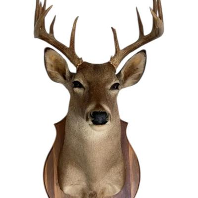 Shoulder Mount Of White Tail Deer