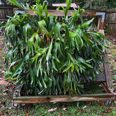 Large Elkhorn Fern 