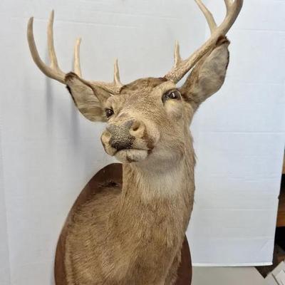 Shoulder Mount Deer Head