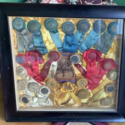 Unique Horse Champion Shadow Box With Awards
