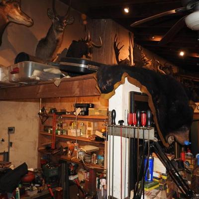 Sale Photo Thumbnail #40: ? For display purposes only.
All taxidermy items, hides, antlers, or bones shown are pending ODFW (Oregon Department of Fish & Wildlife) approval prior to sale or transfer.