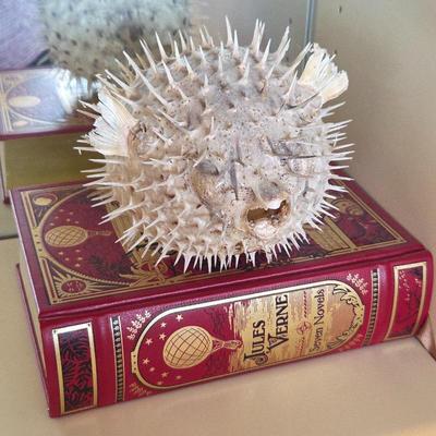 Lot #45 - Vintage Taxidermy Puffer Fish Blowfish, Plus Jules Verne: Seven Novels Leather-Bound Edition, Barnes & Noble