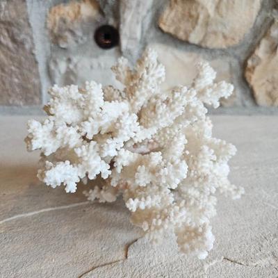 Lot #8 - Vintage Natural White Sea Coral Cluster, Coral Reef Decor, Coral tree.