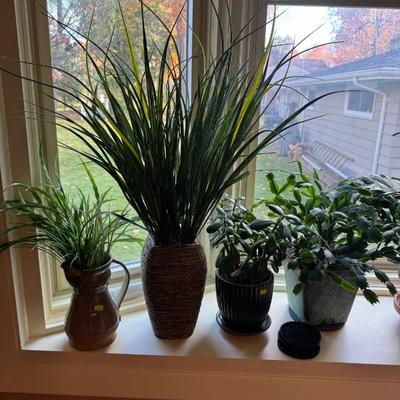 Sale Photo Thumbnail #37: live plants