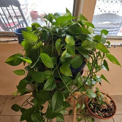 Sale Photo Thumbnail #23