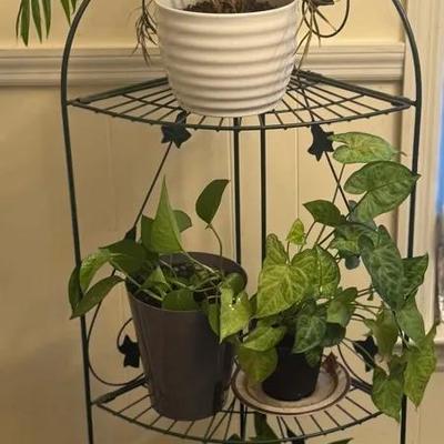 Plant Stand With Four Plants
