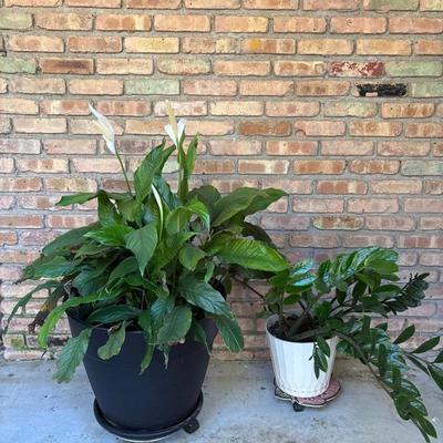 2 Plant Lot