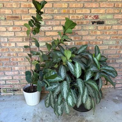 Lot of Two Plant Variety