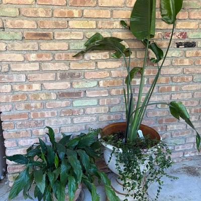 Lot of Two Plant Variety