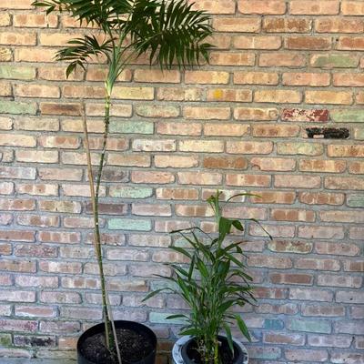 Two Plants Mixed Variety