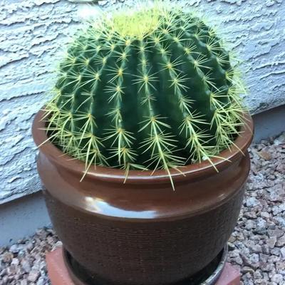 Barrel Cactus In Pot With Friendly Frog