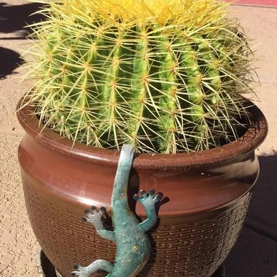 Golden Barrel Cactus In An 11” Diameter Brown Ceramic Pot