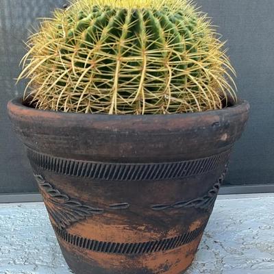 Barrel Cactus In Pot Lot Four