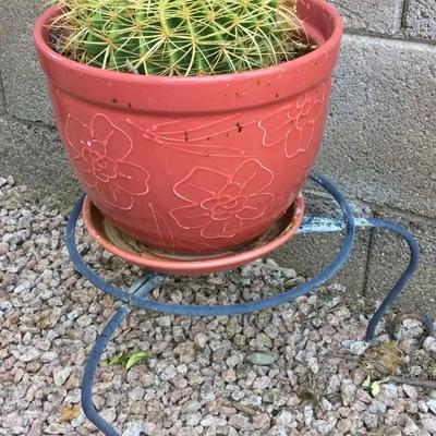 Golden Barrel Cactus In Dark Pink Floral Pot On Stand