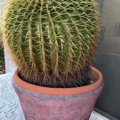 Barrel Cactus In Pot Lot Six