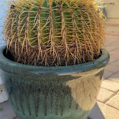 Barrel Cactus In Pot Lot One