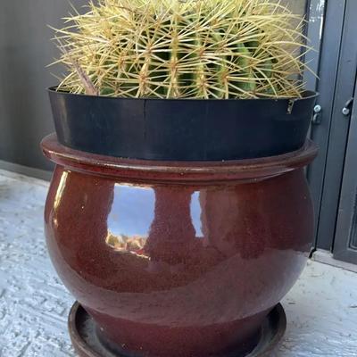 Barrel Cactus In Pot Lot Five