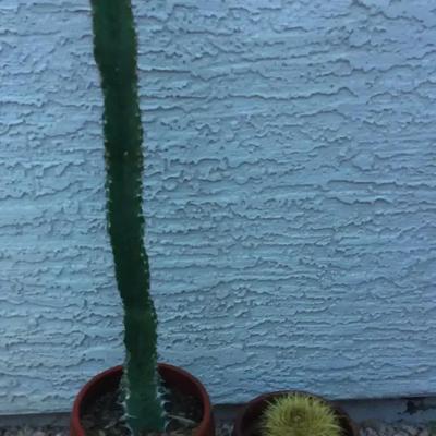 One Small Golden Barrel In Pot And One Tall Unsure In Pot