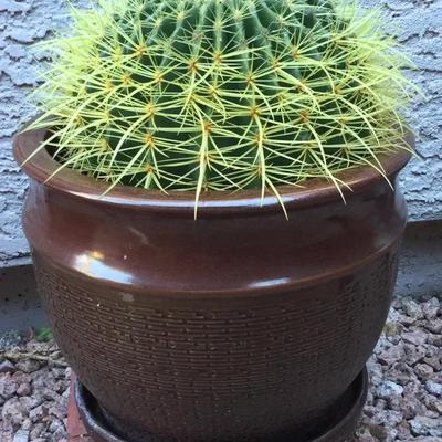 Golden Barrel Cactus In Brown Pot--Take 2