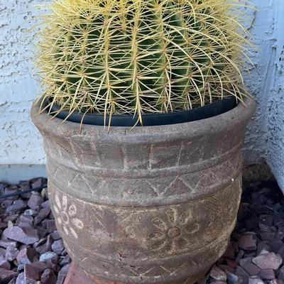 Barrel Cactus In Pot Lot Two